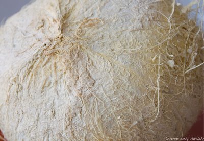 white_coconut