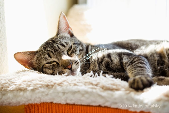 sochi cat sochi cat