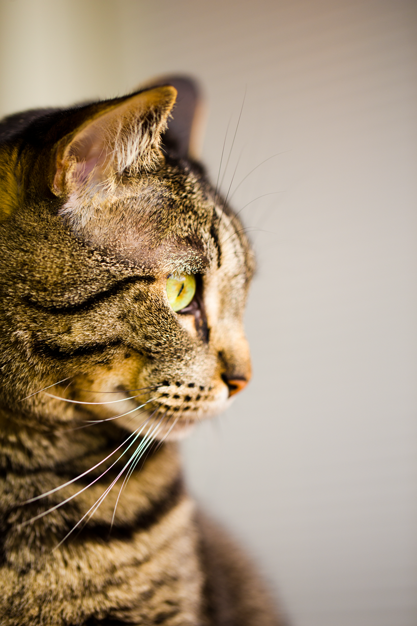 sochi the cat