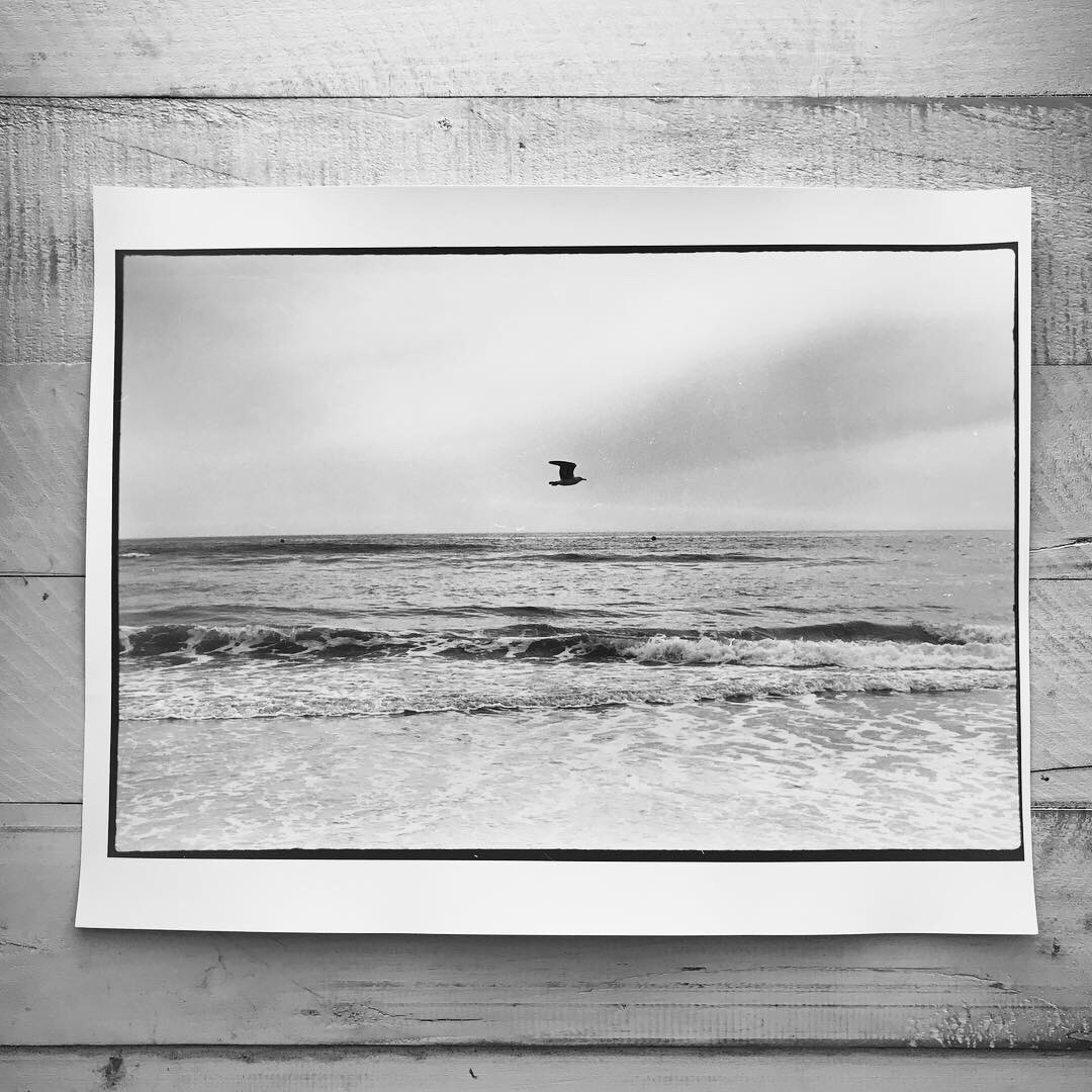 bird over ocean