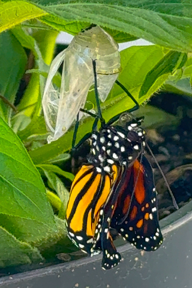 monarch coming out of cocoon fluffing wings crumpled