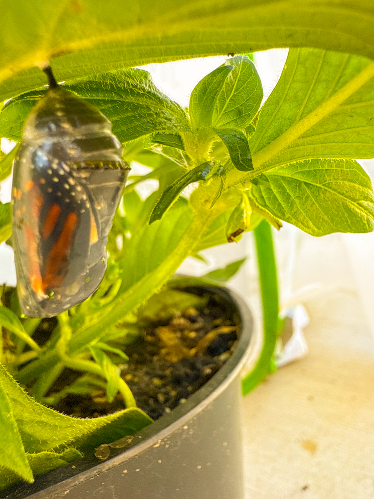 monarch cocoon chrysalis hanging translucent wings