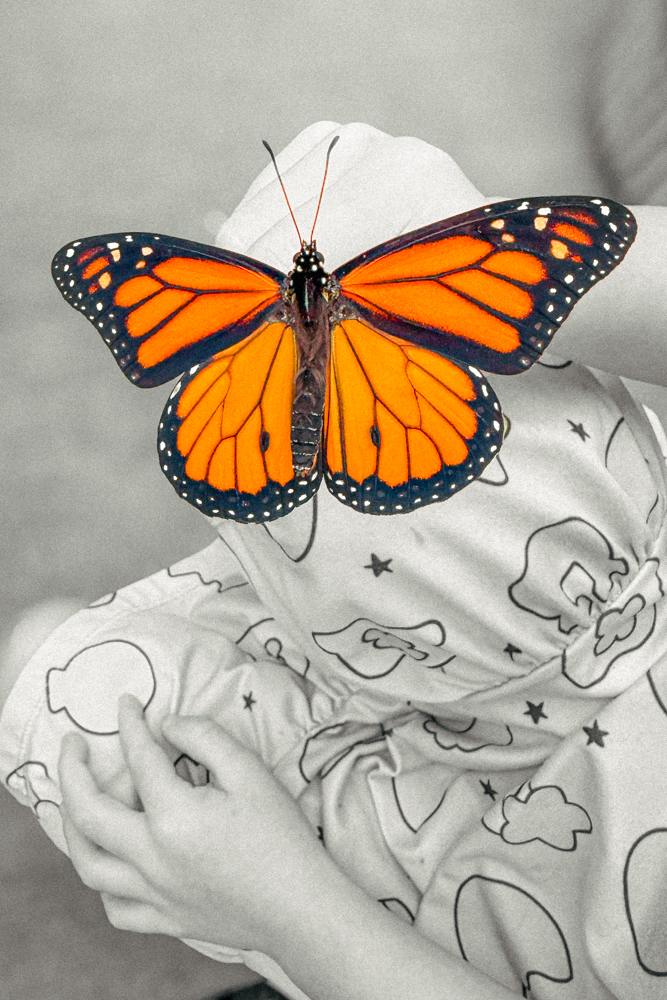 monarch butterfly on child's hand