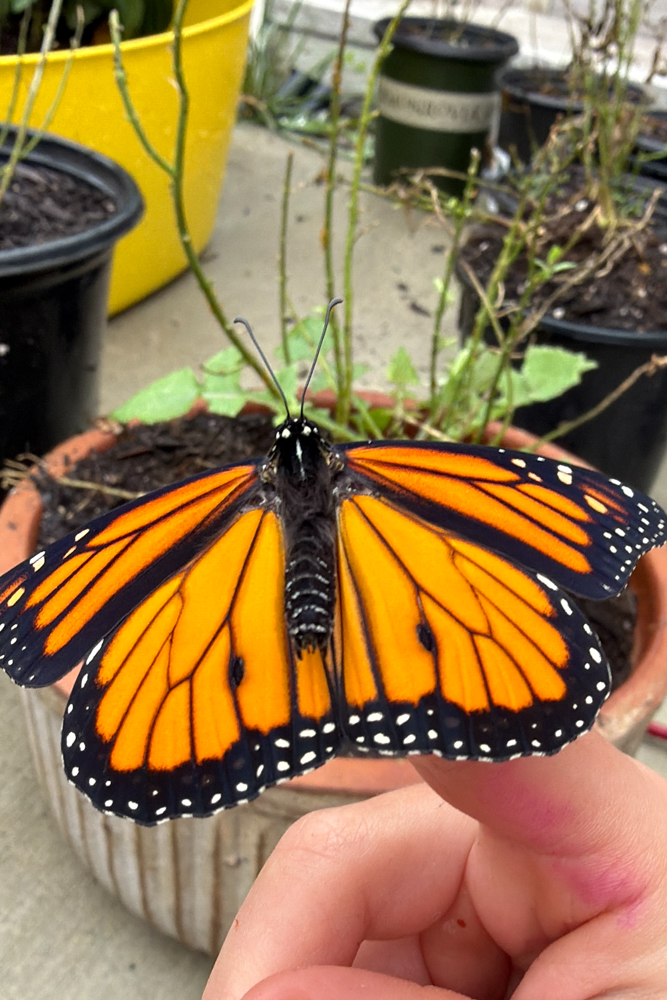 monarch butterfly and eaten milkweed plants