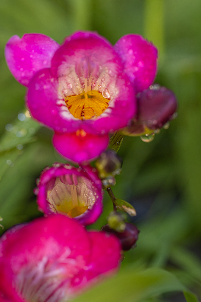 lilac flower pink