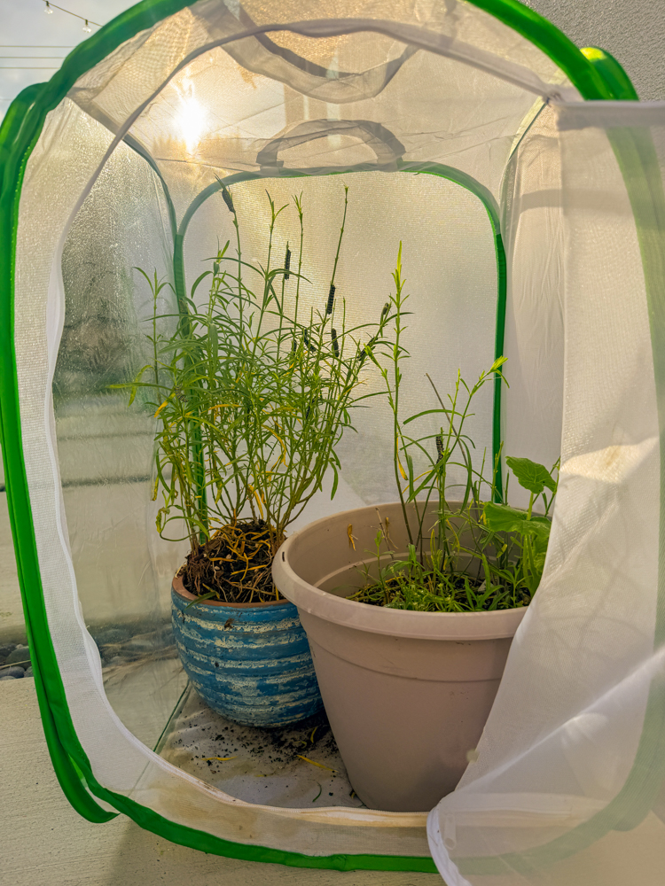 monarch caterpillar habitat protected mesh house