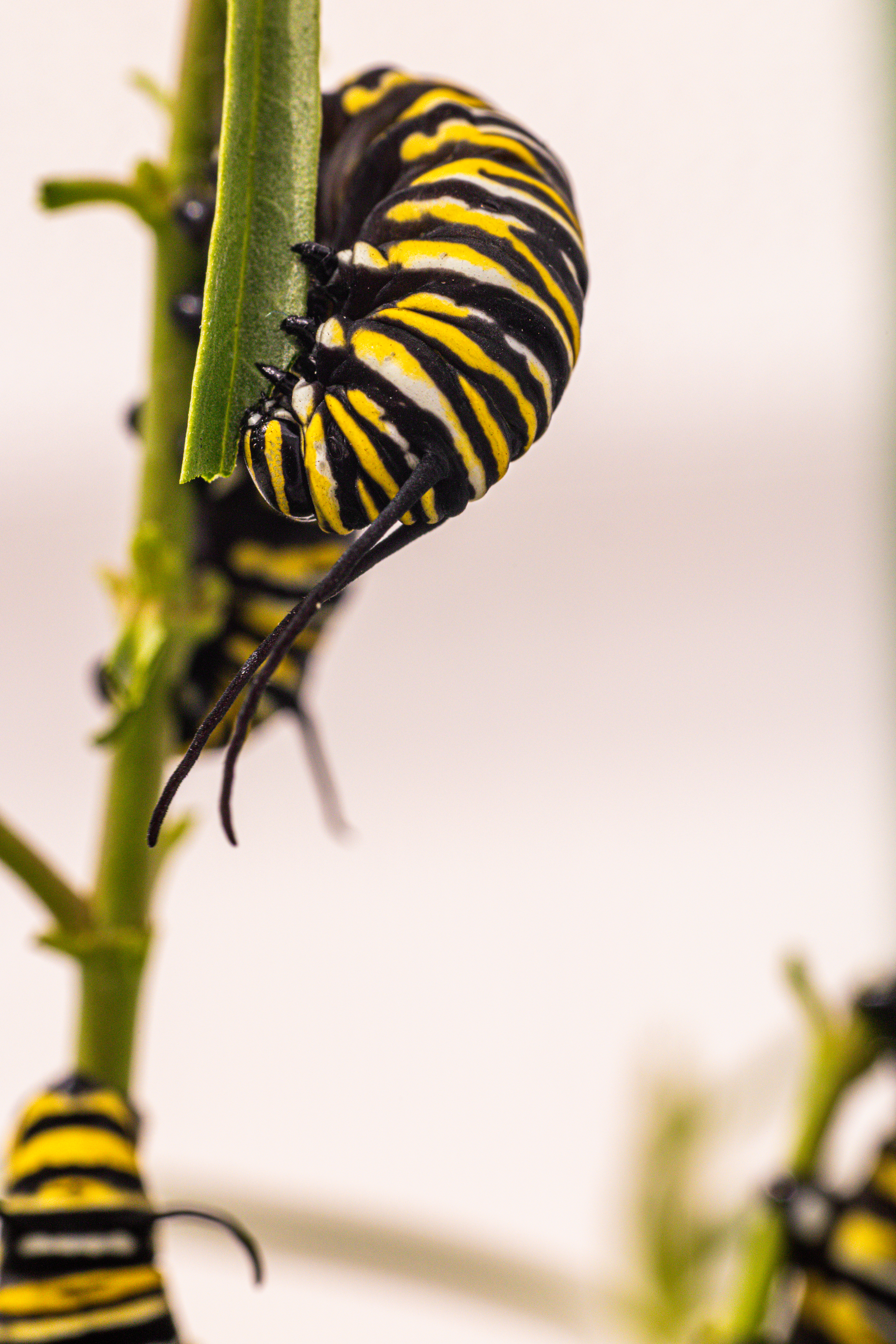 monarch caterpillar eating