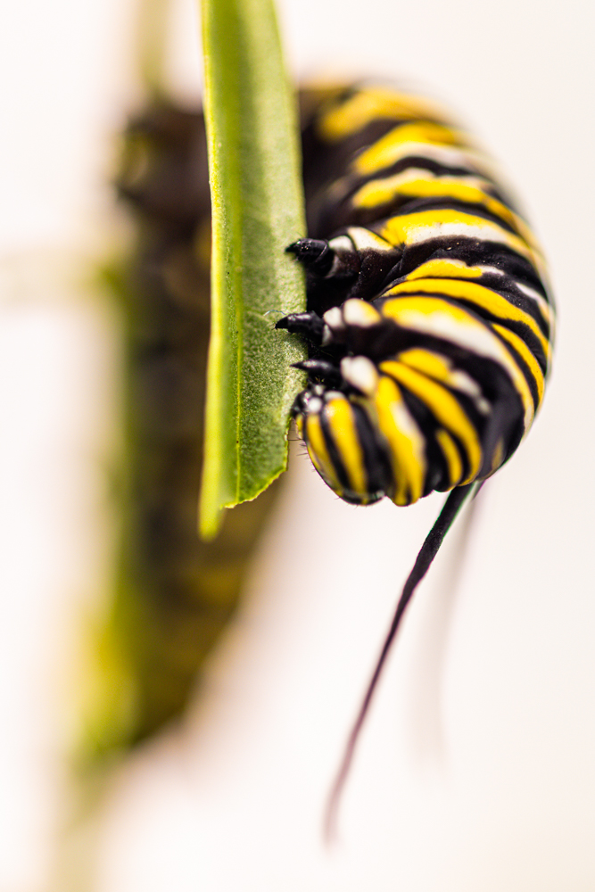 monarch caterpillar eating milkweed close up macro
