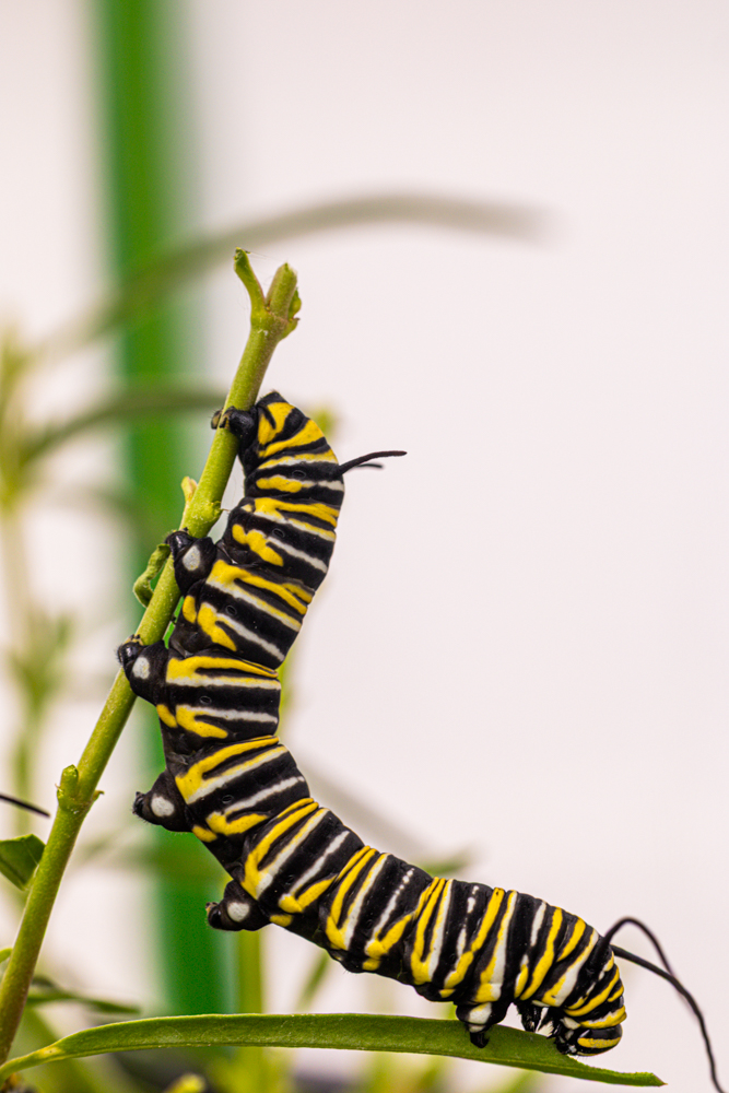 monarch caterpillar eating milkweed up close