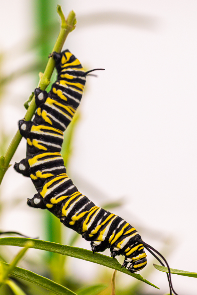 eating milkweed monarch caterpillar