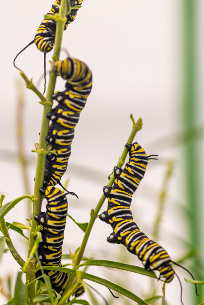 a bunch of eating monarch caterpillars