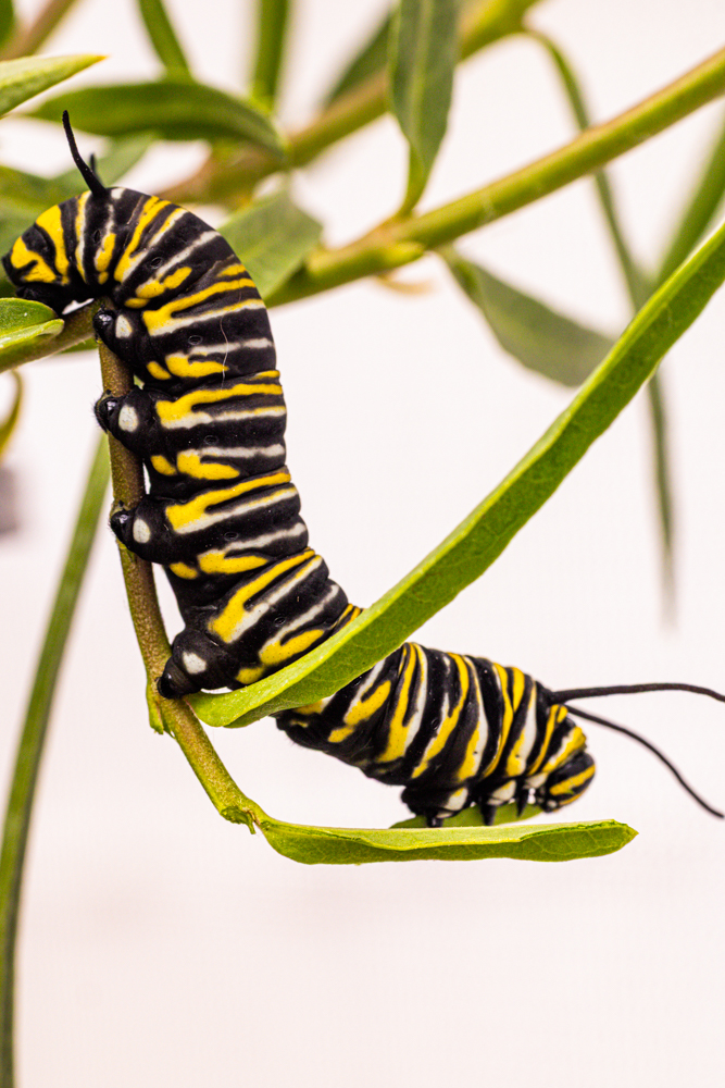 monarch caterpillar eating milkweed up close