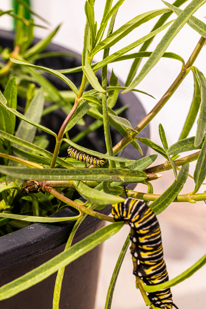 tiny and big adult and baby monarch caterpillars