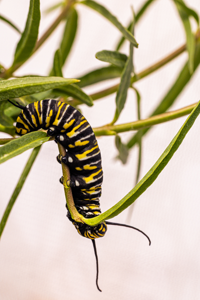 monarch caterpillar eating milkweed up close