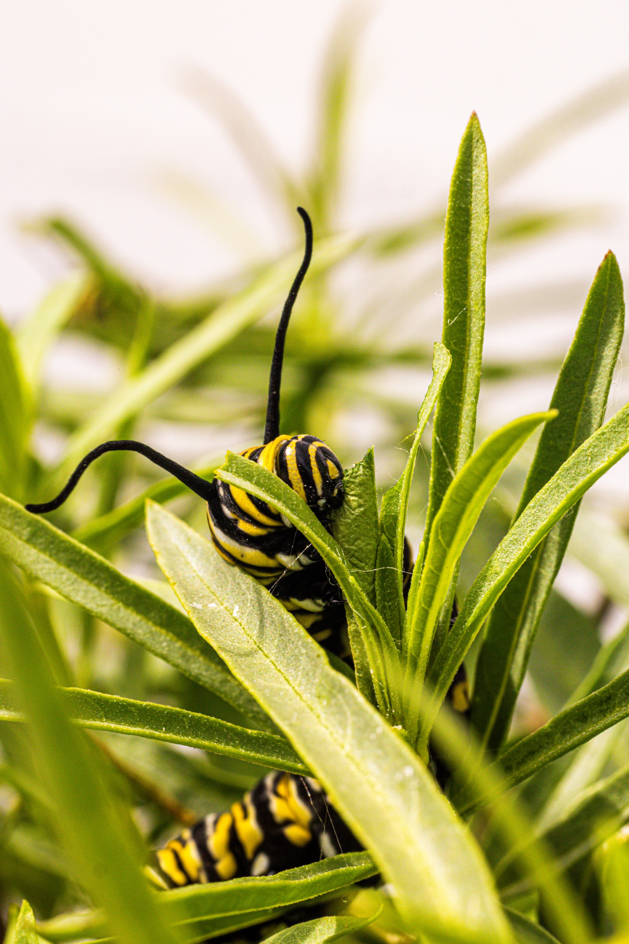 cute monarch caterpillar eating