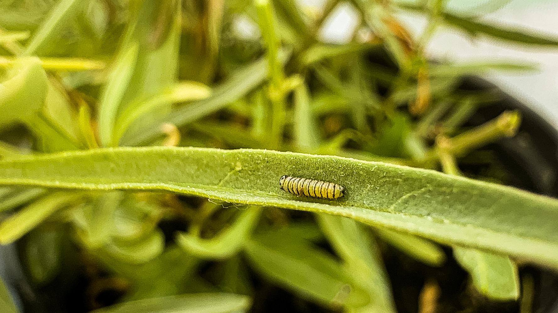tiny monarch caterpillar on milkweed leaf