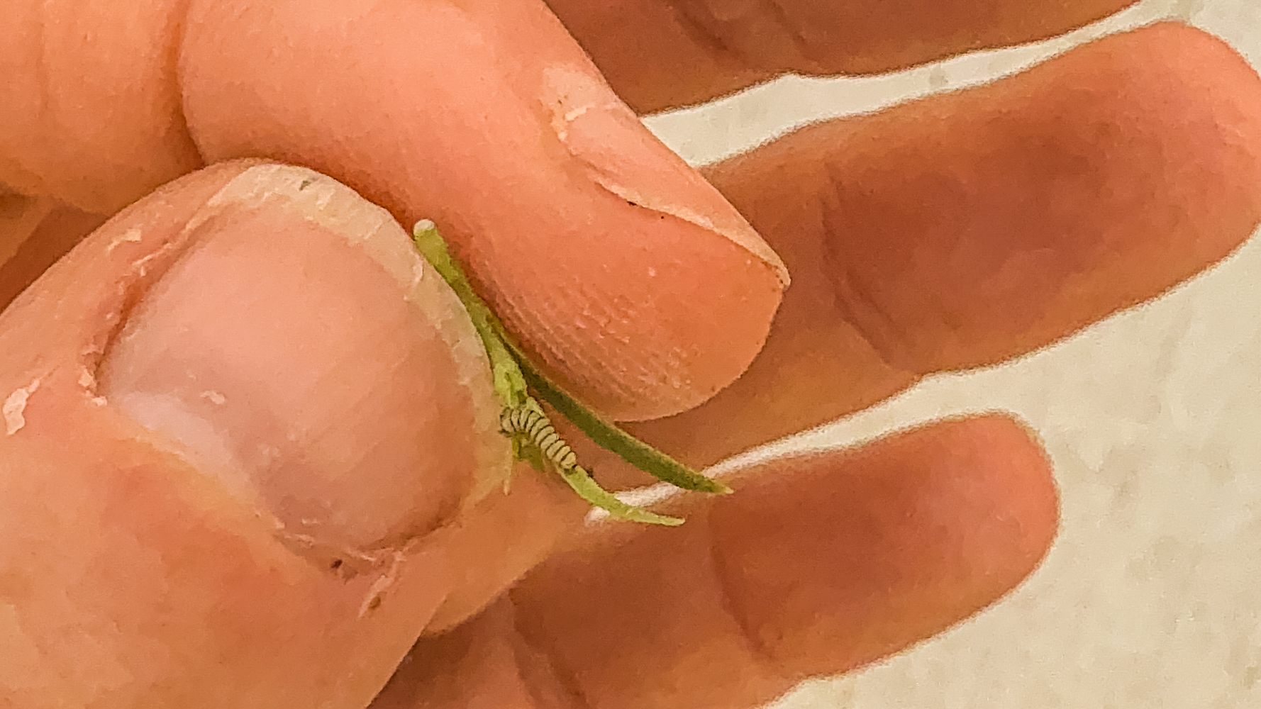 tiny baby monarch caterpillar