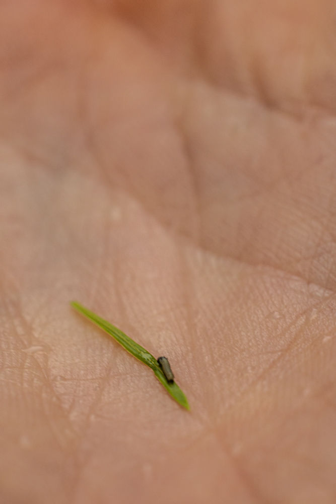 tiny monarch caterpillar on hand