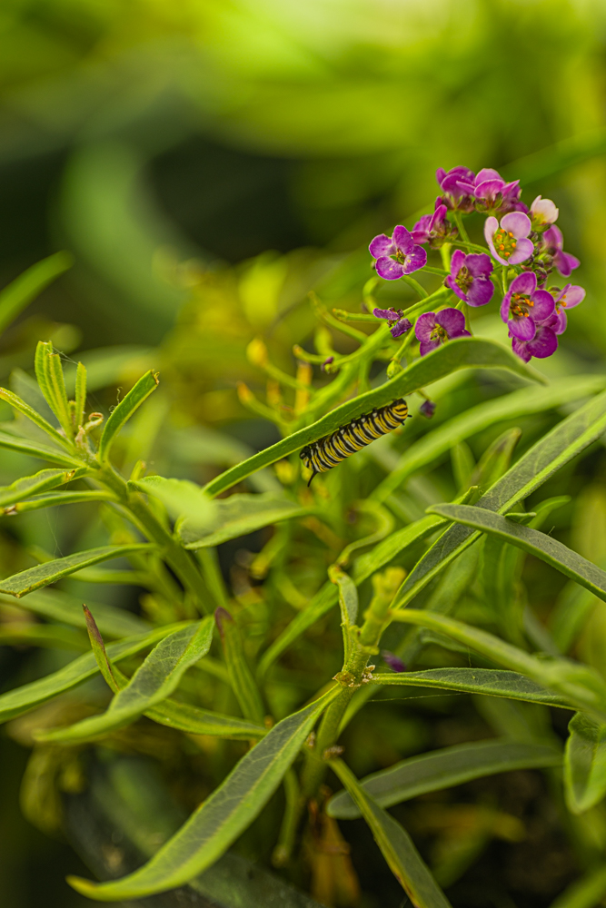 tiny monarch caterpillar