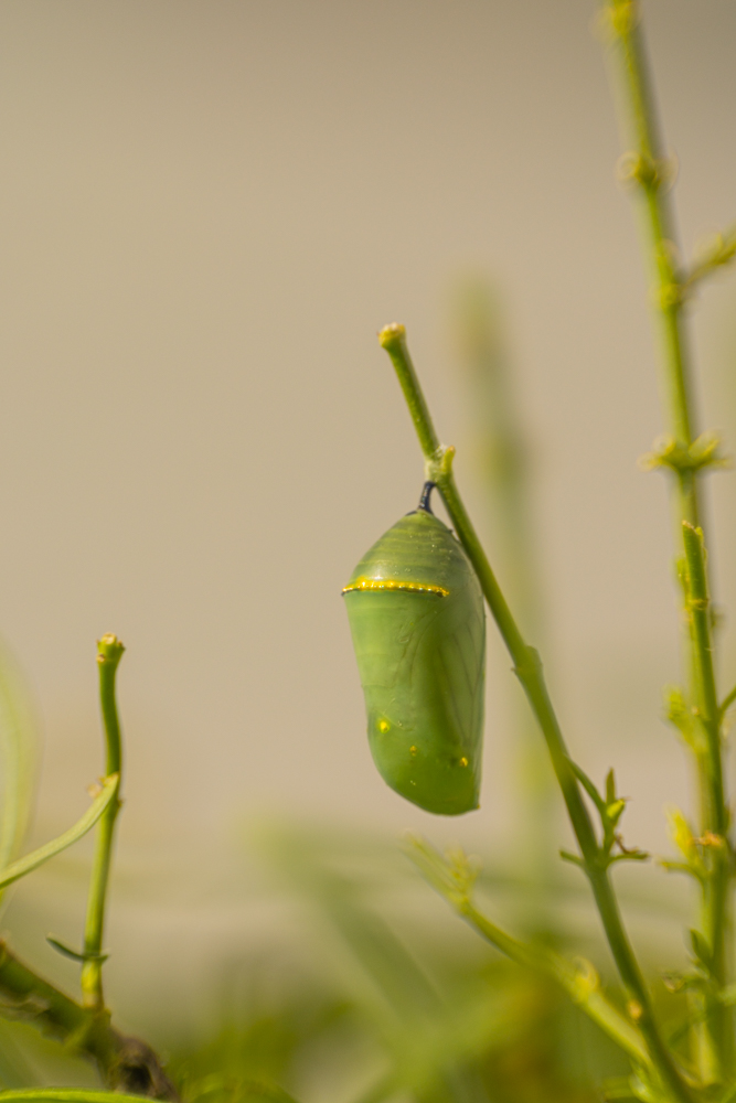 monarch cocoon chrysalis green hanging