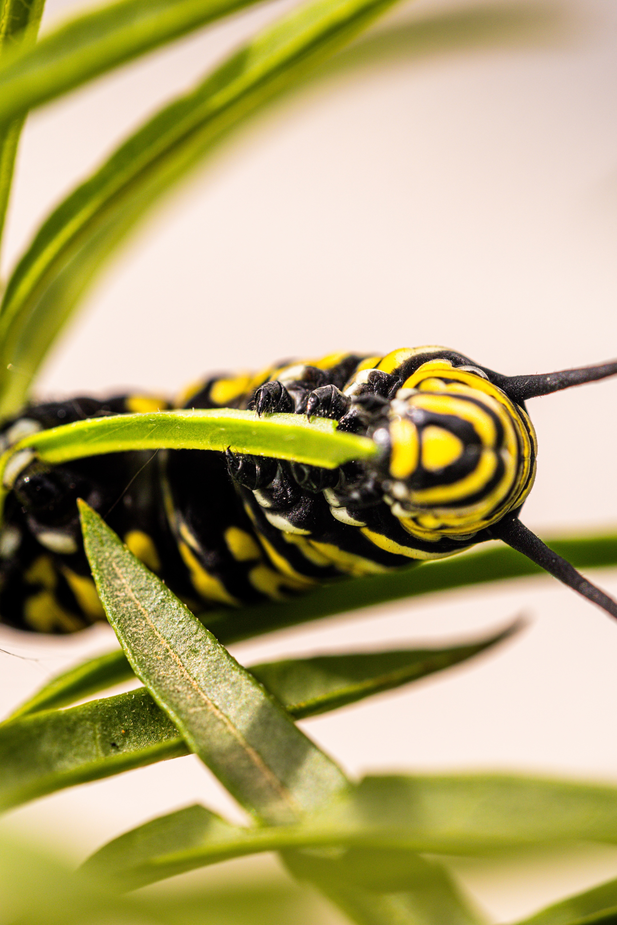 monarch caterpillar eating milkweed close up feet