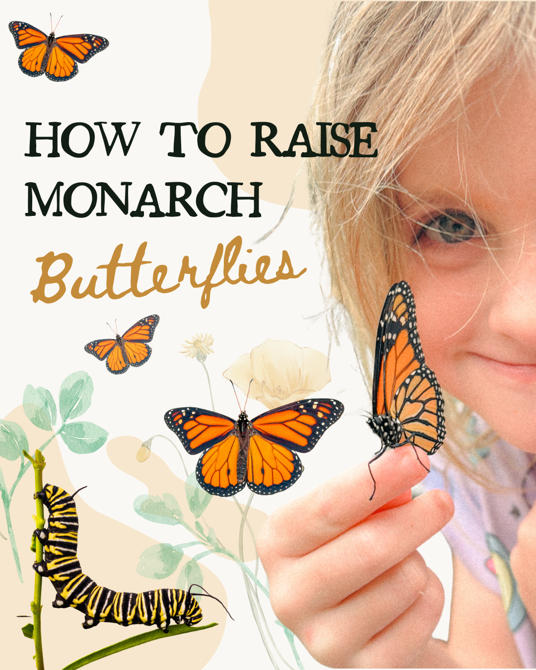 how to raise monarch butterflies